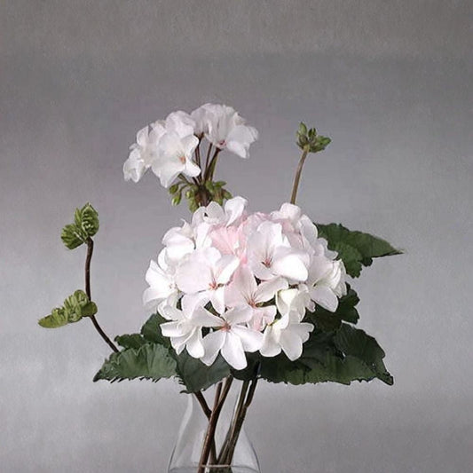 Multi Bloom White Geranium Seeds – Pelargonium Zonal Garden Flower, White Cluster Blooms, Easy to Grow, 15 Seeds Included