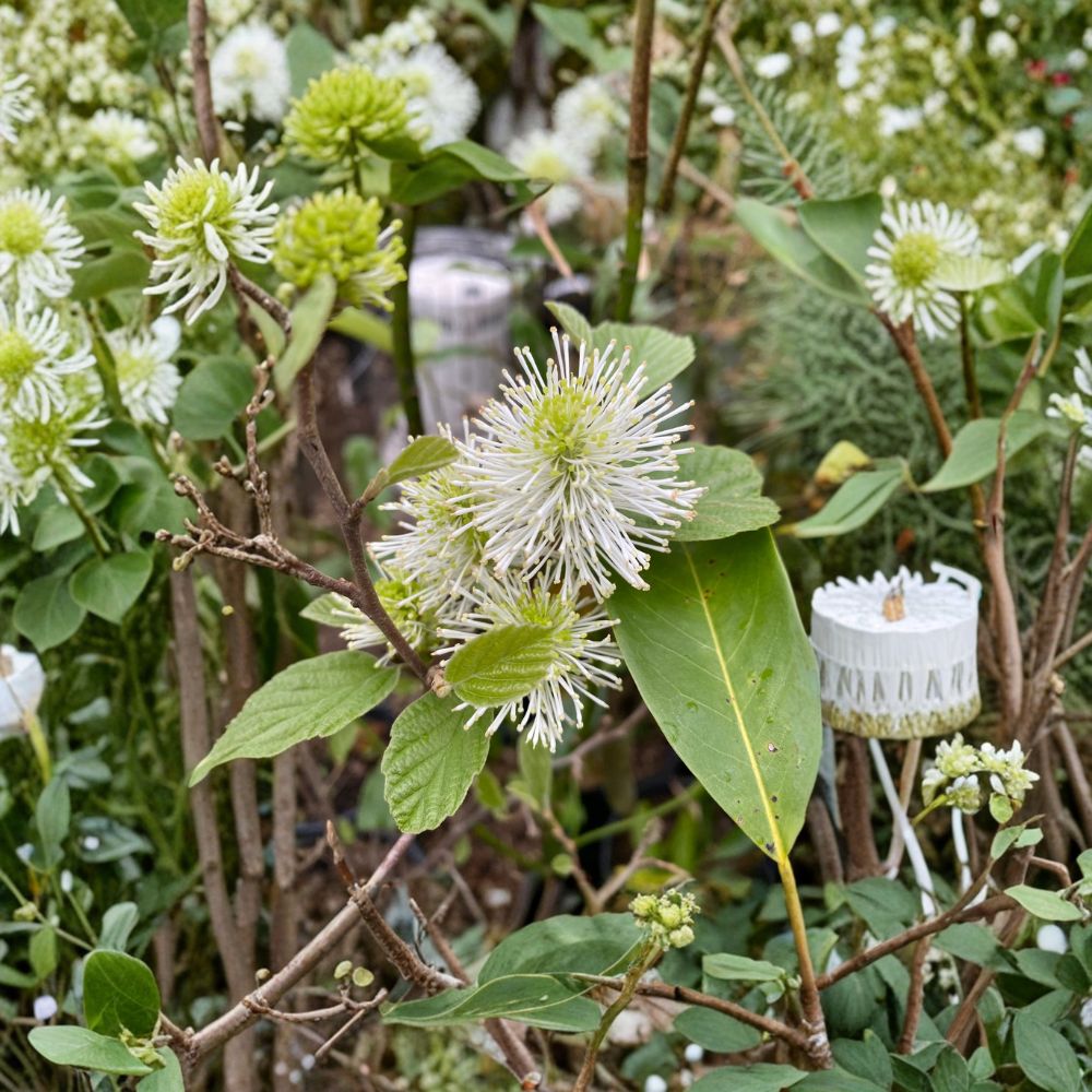 Dwarf Fothergilla Live Flowering Shrub 1 Gallon Pot Native Landscape Plant Fragrant Fall Color