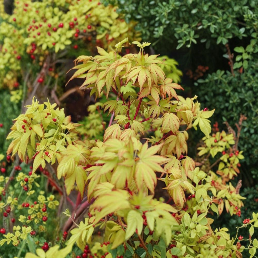 Sango Kaku Japanese Maple Tree – Acer palmatum ‘Sango Kaku’ Live Tree in #3 Container, Coral Bark Maple, Vibrant Winter Color