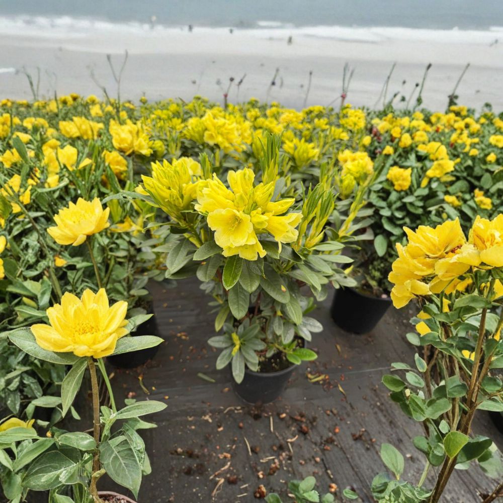 Rhododendron ‘Hotei’ Live Evergreen Shrub | Yellow Blooming Compact Hardy Landscape Plant | #2 Container Grown