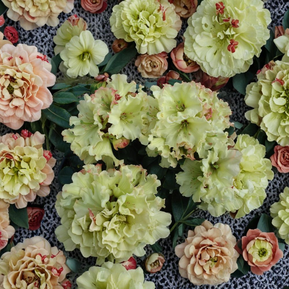 Rhododendron Windsong – Evergreen Shrub with Yellow Wavy Blooms and Red Accents, Container Plant, Rhododendron indicum