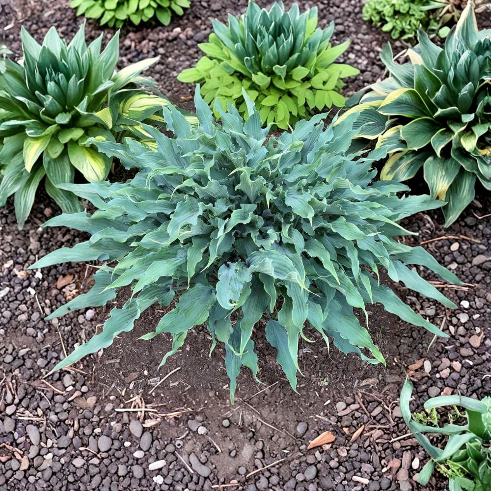 Wild Imagination Hosta – Live Bare Root Shade Perennial – Twisted Blue Foliage – Large Ruffled Leaves – Plant for Shade Gardens