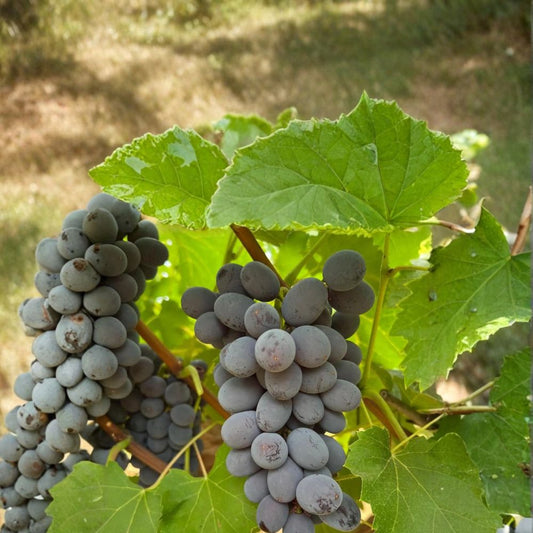 Jupiter Seedless Muscat Grape Cuttings – Vitis labrusca Live Propagation, Sweet Table Grape Variety, Easy to Grow at Home