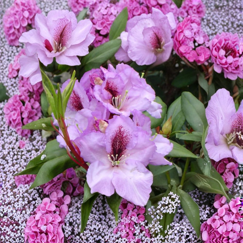Rhododendron ‘Arthur Bedford’ Live Evergreen Shrub | Fragrant Purple Blooms | Cold Hardy Landscape Plant | Field Grown 15–18 Inches Wide