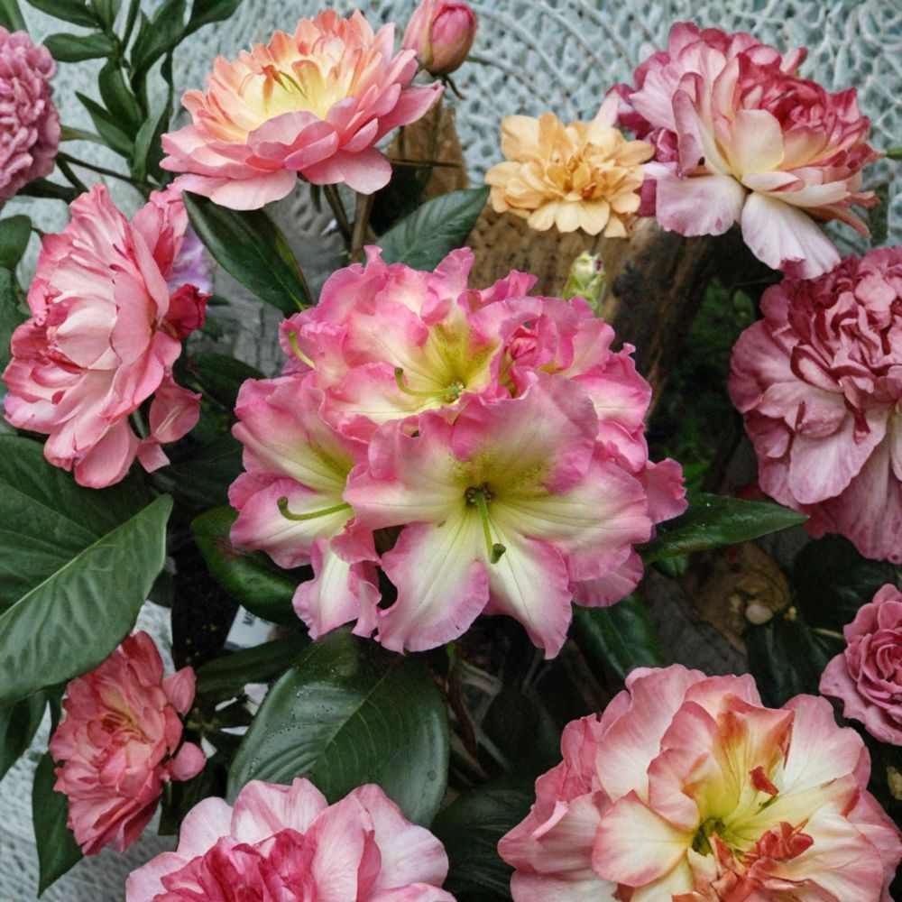 Rhododendron ‘Melrose Flash’ Live Evergreen Shrub, Fragrant Pink Yellow Green Blooms, Hardy Landscape Plant, #3 Container Grown
