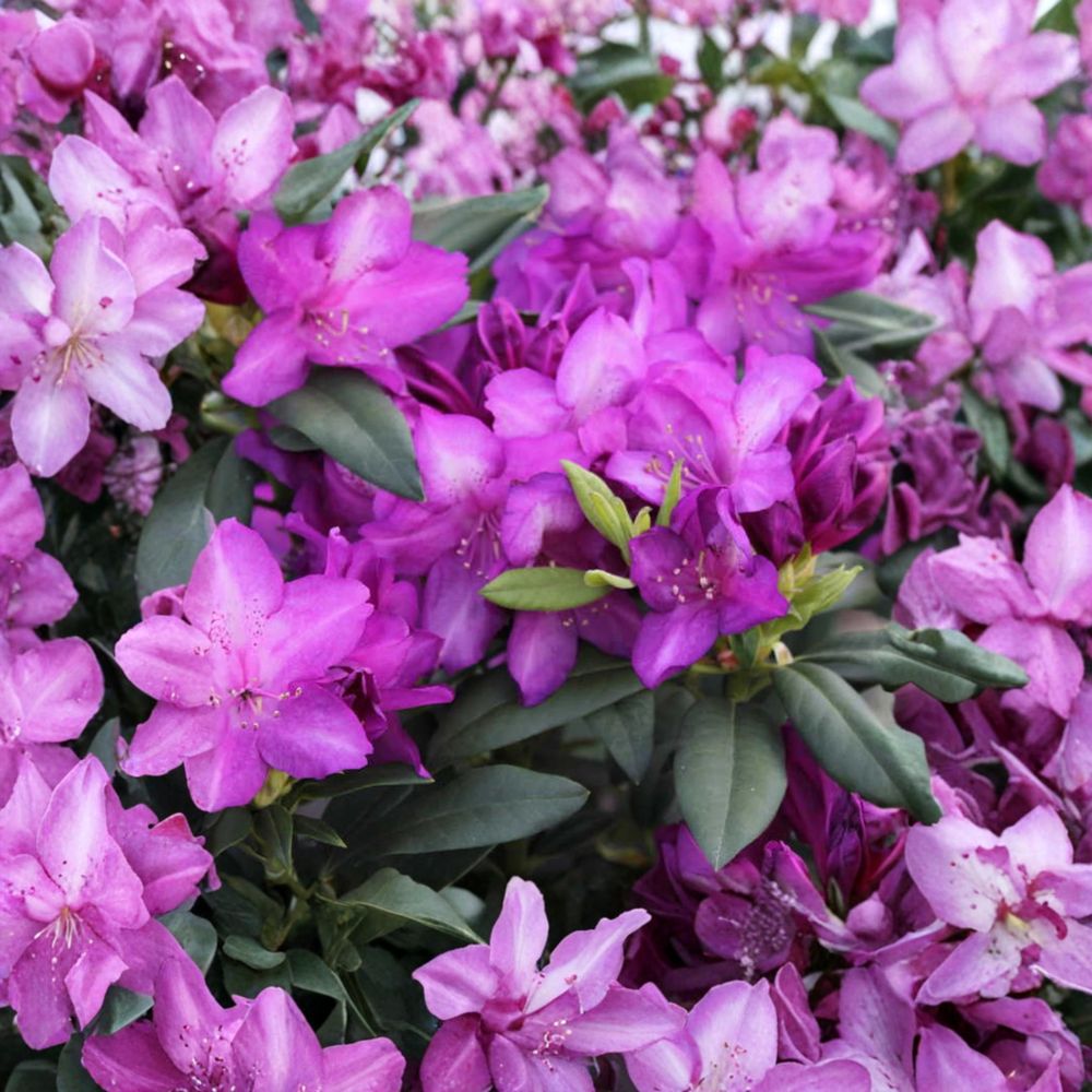 Rhododendron ‘Purple Passion’ Live Evergreen Shrub, Purple Blooming with White Highlights, Cold Hardy Landscape Plant, Field Grown 12–15 Inches