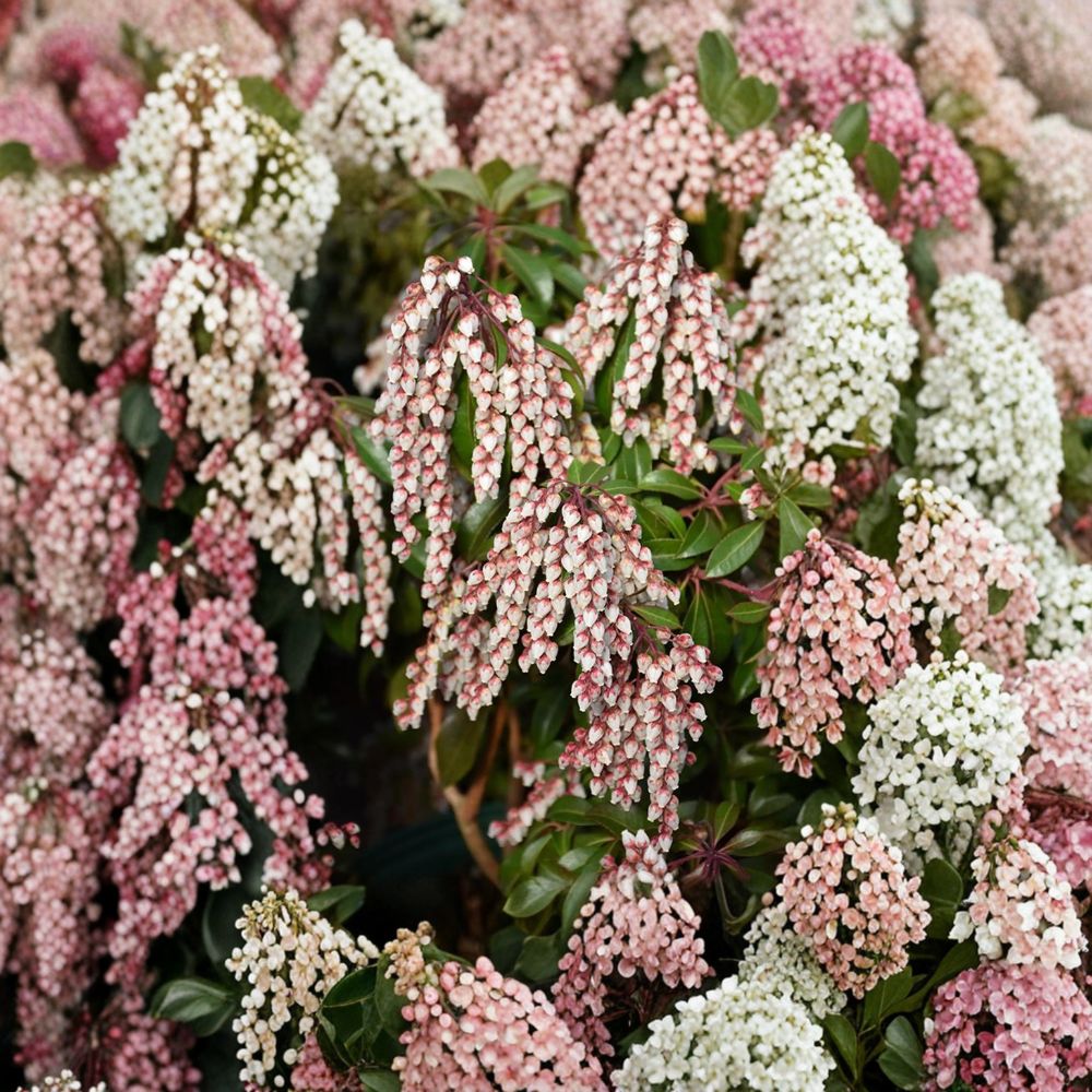 Pieris japonica ‘Dorothy Wyckoff’ Live Evergreen Shrub with Pink Bell-Shaped Blooms, Hardy Japanese Andromeda, Container Grown