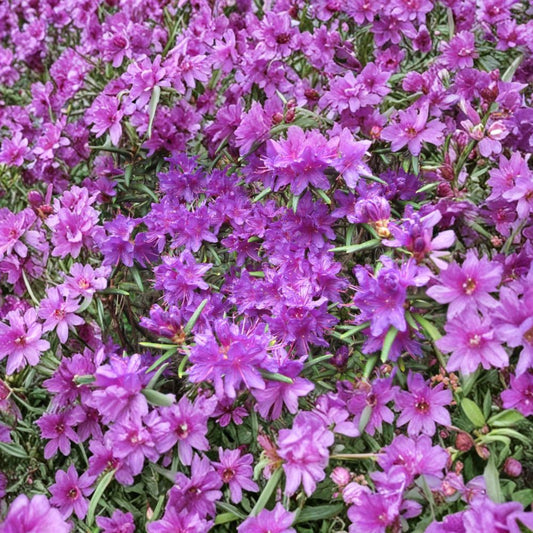Night Editor Rhododendron – Live Evergreen Shrub in One Gallon Container, Purple Blooming, Hardy to -5°F, Compact Shade Garden Plant