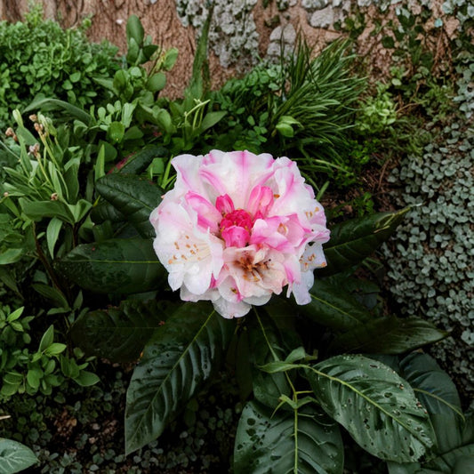 Kodiak Rhododendron – Live Evergreen Shrub in One Gallon Container, Pink to White Blooms, Hardy to 0°F, Compact Landscape Plant