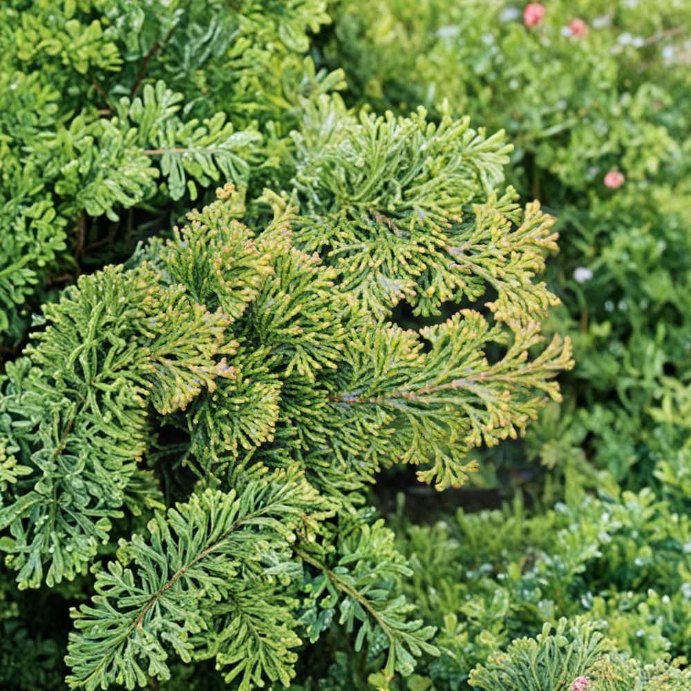 Chamaecyparis obtusa ‘Golden Pillar’ Live Hinoki Cypress – Golden Evergreen Shrub, Compact Slow-Growing Conifer for Garden & Container
