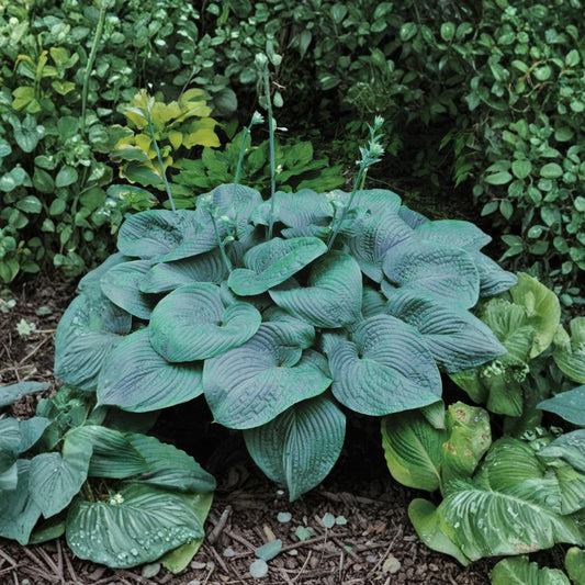 Humpback Whale Hosta – Live Bare Root Giant Shade Perennial Plant – Blue Green Foliage, Landscape, 3 Inch Starter