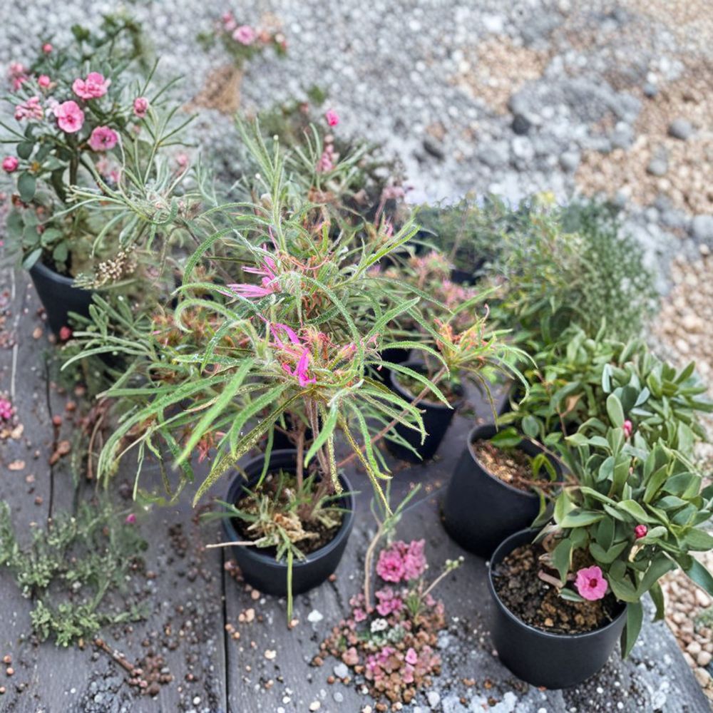 Spider Azalea Plant – Rhododendron stenopetalum – Rare Evergreen Shrub with Pink Spider-Like Blooms for Garden or Container