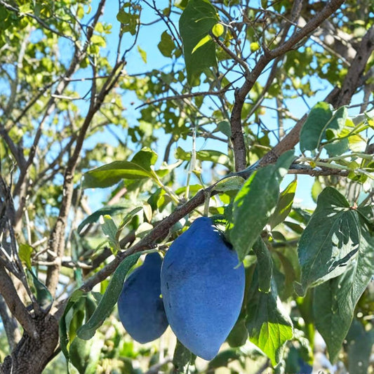 Long John European Plum Tree – Prunus domestica Live Fruit Tree with Nursery Pot, Sweet Freestone Purple Fruit, Backyard Orchard Favorite