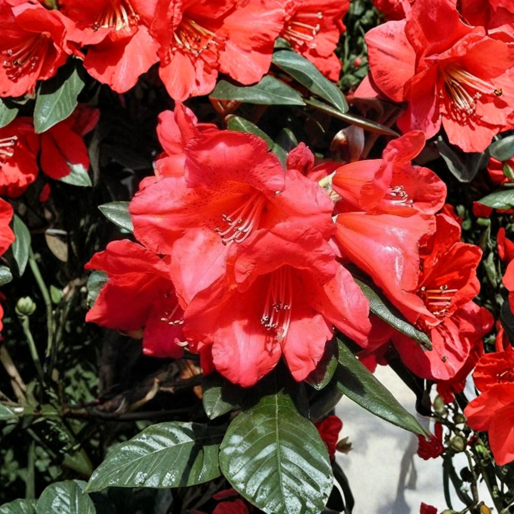 Rhododendron ‘Fred Peste’ Live Evergreen Shrub | Red Bell-Shaped Flowers | Compact Hardy Rhododendron | Container Grown