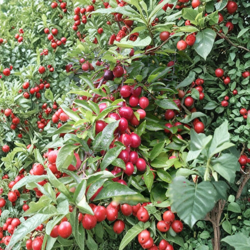 Cherry Myrobalan Plum Tree – Live Rooted Edible Flowering Fruit Tree, Self-Pollinating, Zones 4–8
