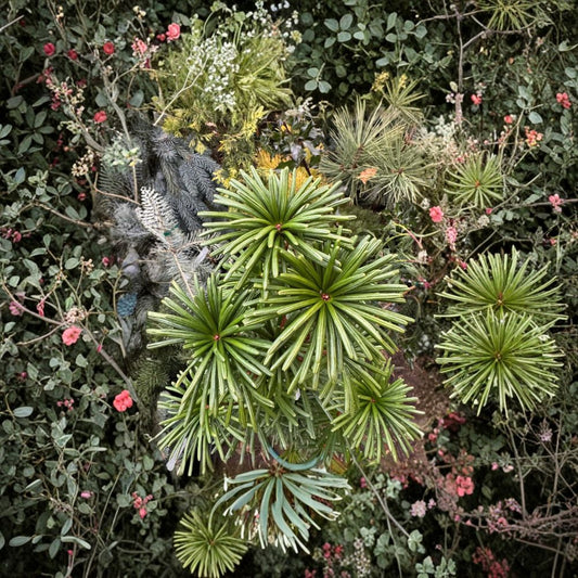Green Star Japanese Umbrella Pine – Live Evergreen Conifer in 2-Gallon Pot | Sciadopitys verticillata Compact Landscape Tree