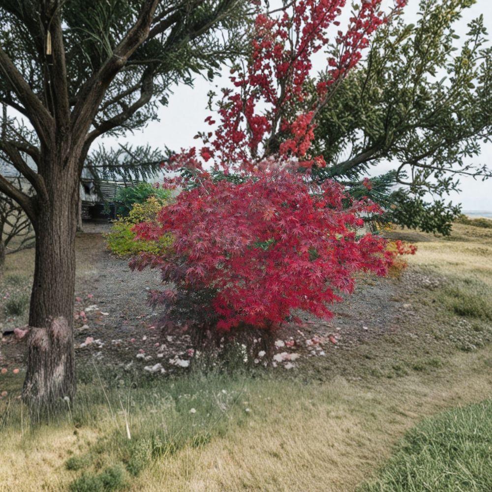 Acer palmatum Wakehurst Pink Live Tree – Rare Japanese Maple with Bright Pink Spring Foliage, Upright Collector Maple