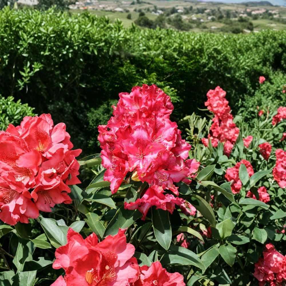 Rhododendron Kluis Sensation Live Evergreen Shrub 12-15 Inches Wide Ruffled Red Pink Blooms Hardy to -5°F