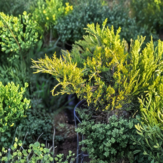 Juniperus chinensis ‘Old Gold’ Live Evergreen Shrub | Golden Spreading Juniper | Drought Tolerant Landscape Plant | #3 Container