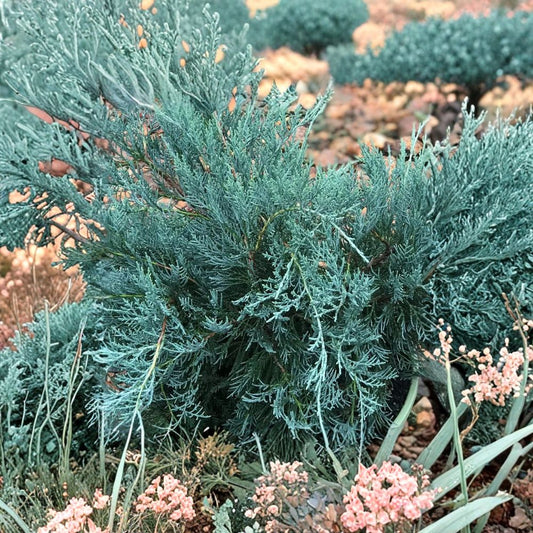 Juniperus virginiana ‘Gray Owl’ Live Evergreen Shrub | Silvery Gray Foliage Groundcover | Wildlife Friendly Landscape Plant | #3 Container