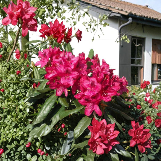 Nova Zembla Rhododendron – Live Evergreen Shrub with Red Blooms, Field-Grown, Hardy to -25°F, Cold Climate Landscape Plant