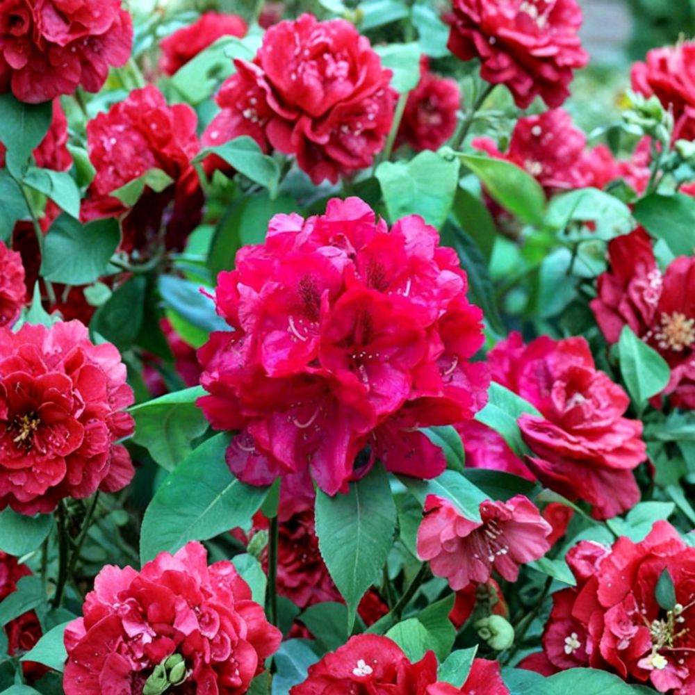 Trilby Rhododendron Live Evergreen Shrub 12-15 Inches Wide Hardy to -10°F Vibrant Red Spring Blooms Landscape Plant