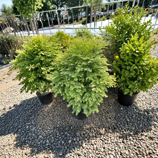 Metasequoia glyptostroboides ‘Schirrmann’s Nordlicht’ Live Dawn Redwood Dwarf Variegated Conifer Cream Foliage