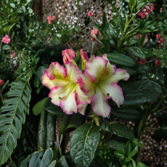 Melrose Flash Rhododendron – Live Evergreen Shrub, 12–15 Inches Wide, Pink Yellow Green Blooms, Hardy to 0°F, Colorful Landscape Plant