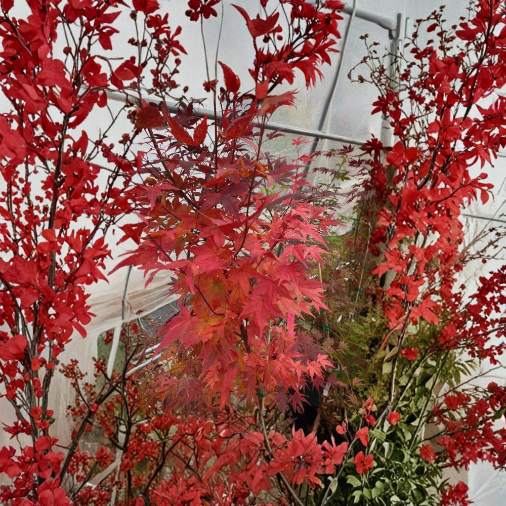 Acer palmatum ‘Tsukasa Silhouette’ Japanese Maple Tree | Rare Columnar Ornamental Acer | Upright Live Maple Plant