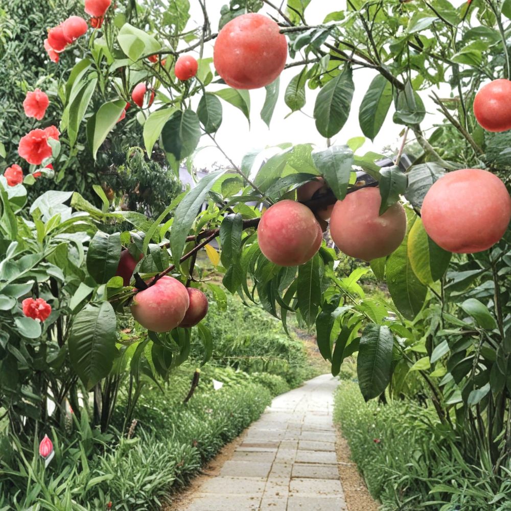 White Phoenix Peach Tree – Live Bare Root Fruit Tree – Yanshan White Peach Variety – Sweet Juicy White Flesh – Mid-Season Harvest