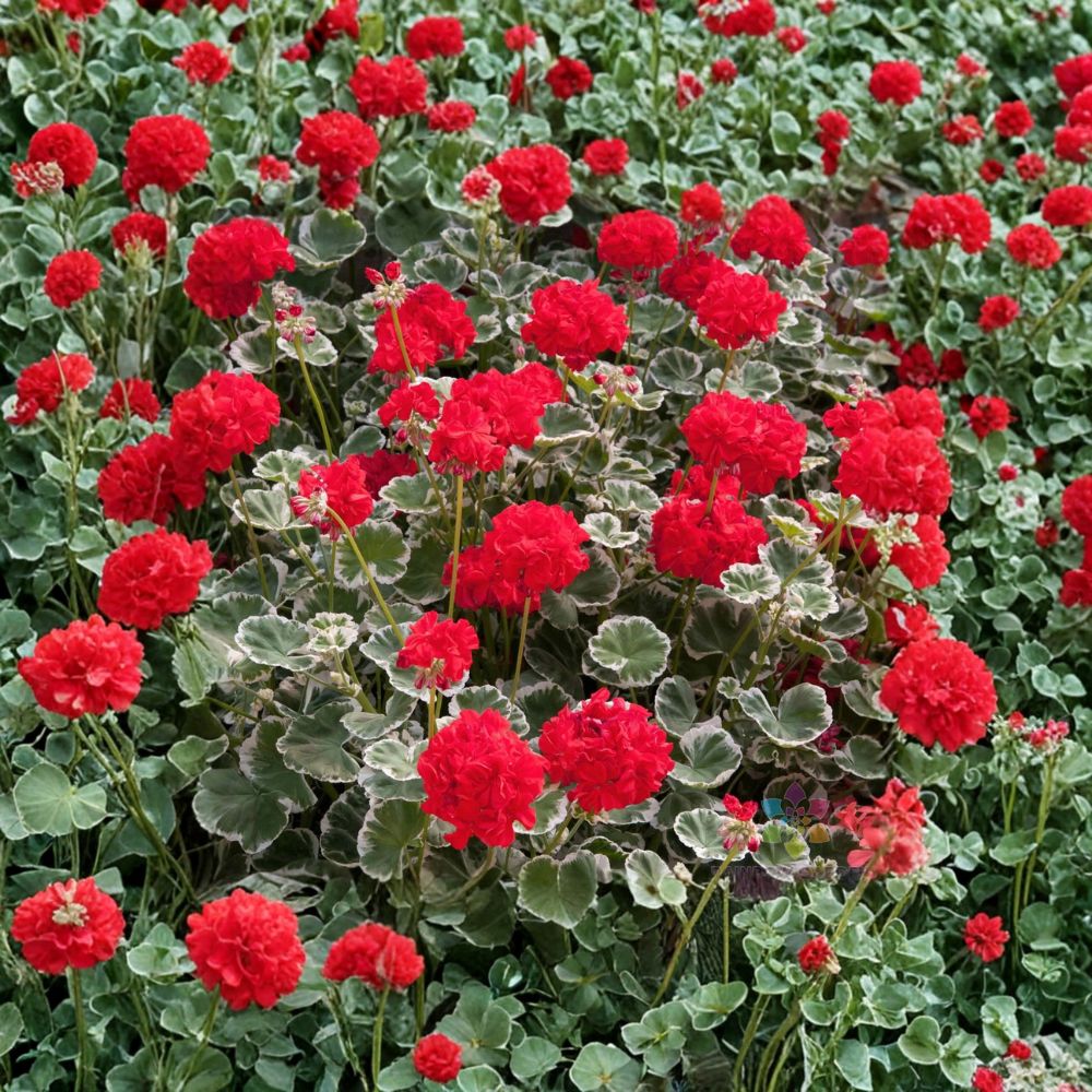 Wilhelm Langguth Geranium Seeds – Fancy Leaf Pelargonium Variegated Foliage & Red Blooms – Patio & Container Planting, 25+ Seeds