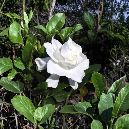 Heirloom Gardenia Plants – 3 Live Starter Shrubs 6" Tall – Fragrant White Gardenia jasminoides – Cape Jasmine Bare Root Shrubs
