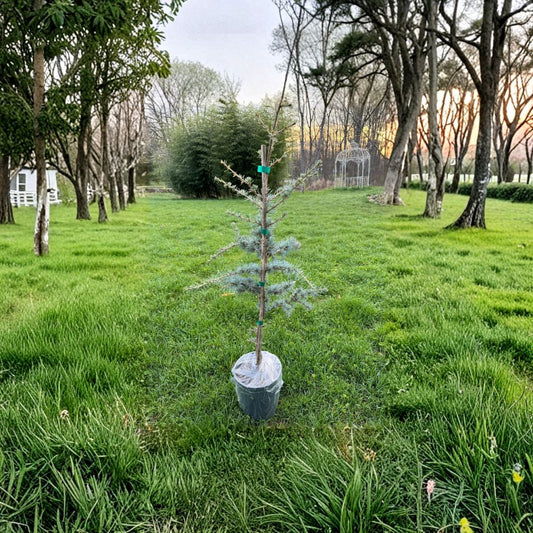Horstmann Atlas Cedar – Live Evergreen Conifer in 1 Gallon Pot | Cedrus atlantica Compact Landscape Tree