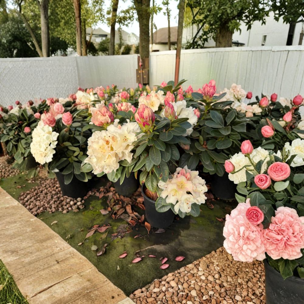Rhododendron ‘Unique’ – Evergreen Shrub with Large White Blooms, Cold Hardy Garden Plant, One Gallon Container, Rhododendron hybrid
