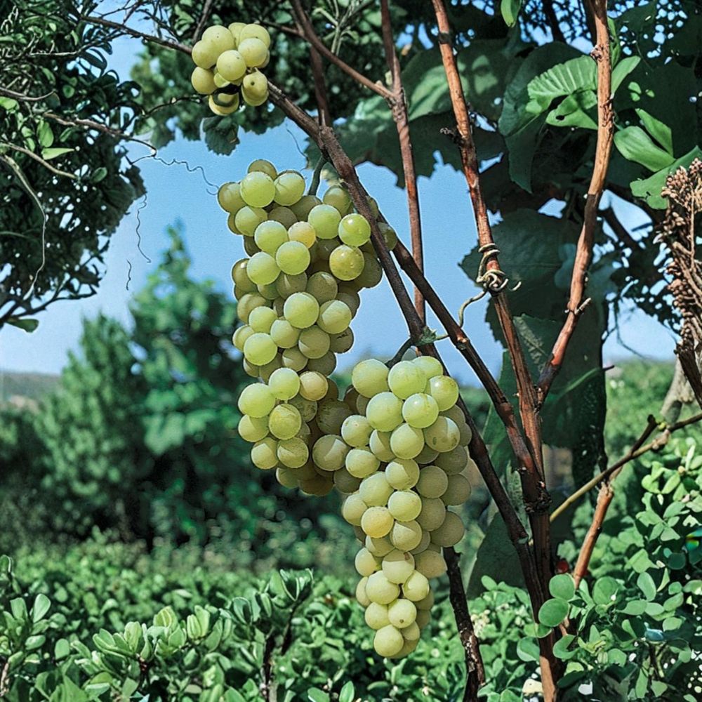 5 Early Muscat Table Grape Cuttings – Vitis vinifera Live Propagation, Sweet Aromatic Grape Variety, Easy to Grow, US Seller