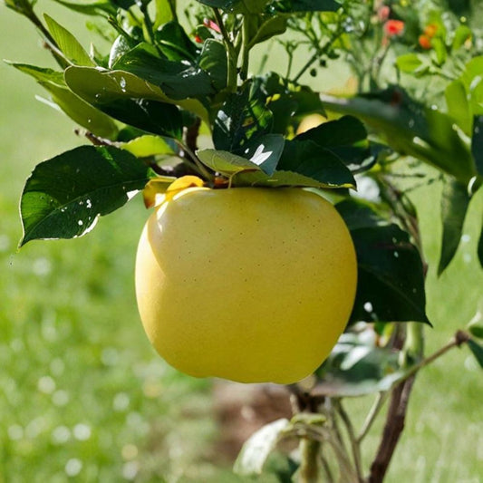 Japanese Shinano Gold Apple Tree – Bare Root M7 Rootstock, Sweet Crisp Golden Apples, Fruit Tree for Home Garden