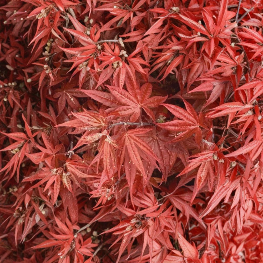 Acer palmatum ‘Rhode Island Red’ Live Japanese Maple Tree – Dwarf Bloodgood Maple in #3 Container, Compact Red Ornamental Acer