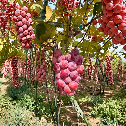 Nina Grape Vine – Live Bare Root Sweet Table Grape Plant | Fast Growing Fruit Vine for Backyard Vineyard