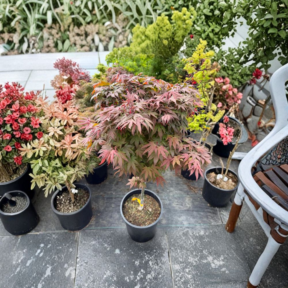 Dwarf Japanese Maple Tree | Small Leaf Red Acer palmatum ‘Englishtown’ | Compact Ornamental Tree in #5 Container