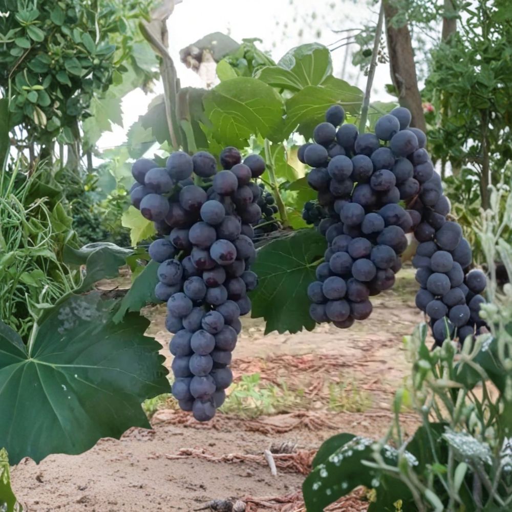Summer Black Grape Vine – Bare Root Fruit Plant with Sweet Black Grapes, Early Ripening, Vitis vinifera