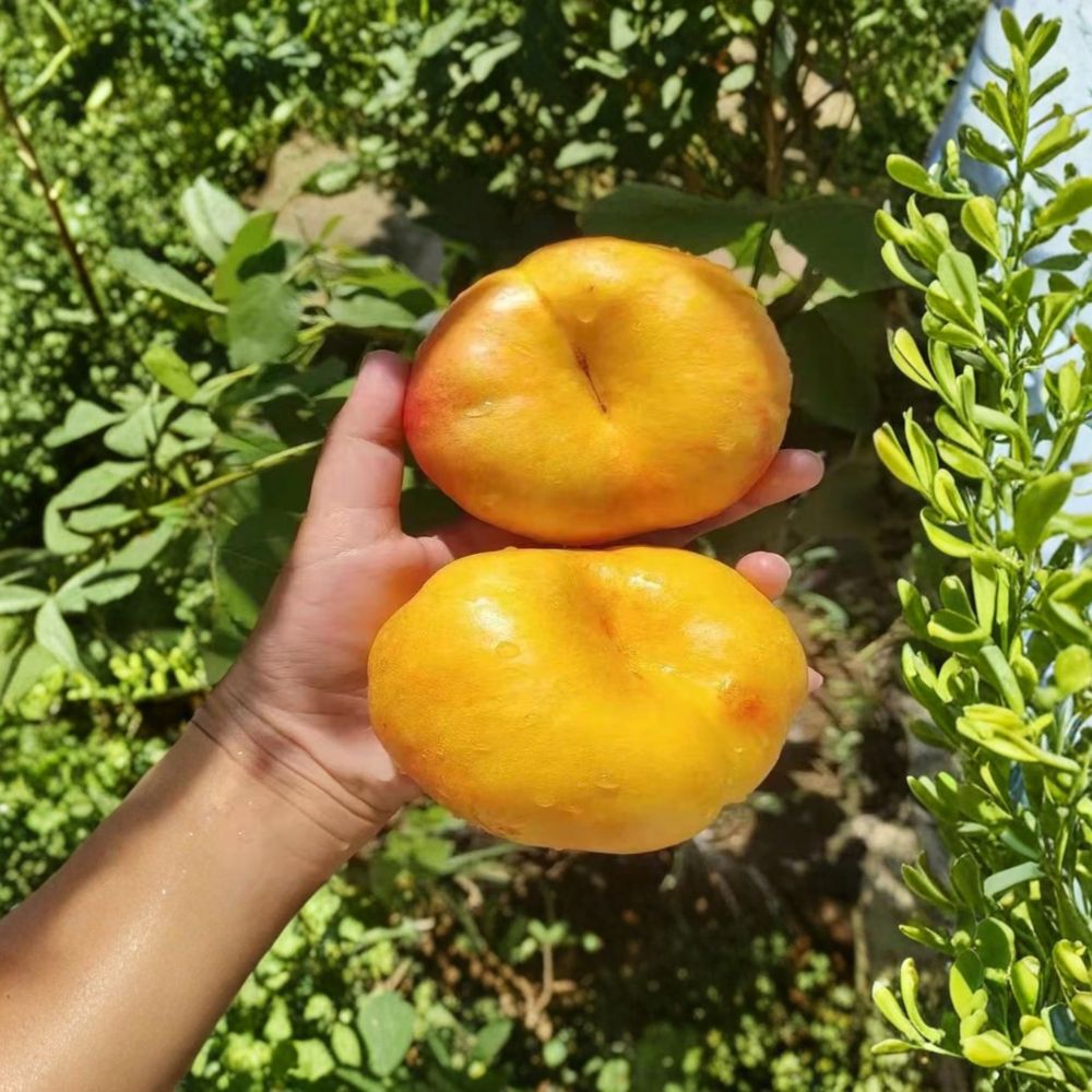 Golden Pan 99 Peach Tree – Live Grafted Bare Root Fruit Tree | Yellow Peach Variety | Fast Growing Backyard Orchard Tree