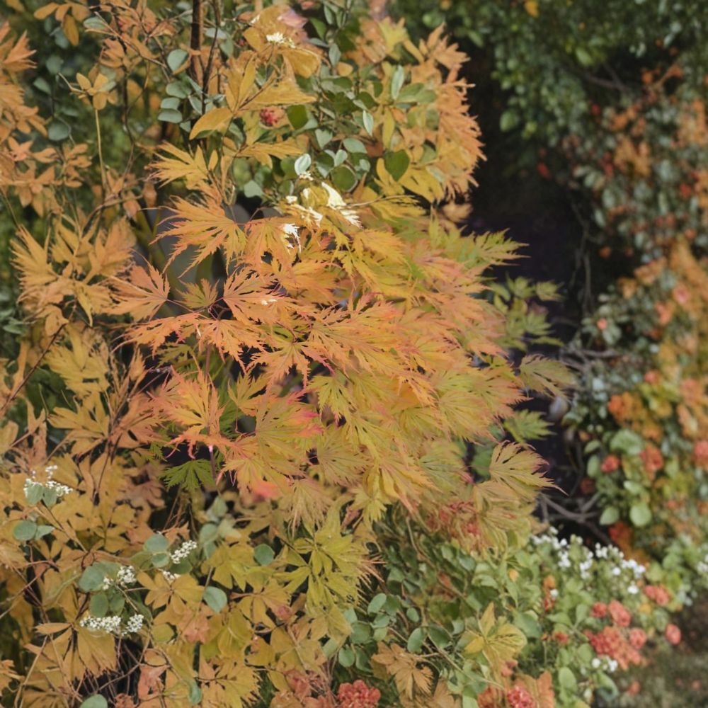 Acer palmatum ‘Sister Ghost’ Live Japanese Maple Tree – Rare Ghost Maple with Golden Fall Foliage, Container Grown Ornamental Acer