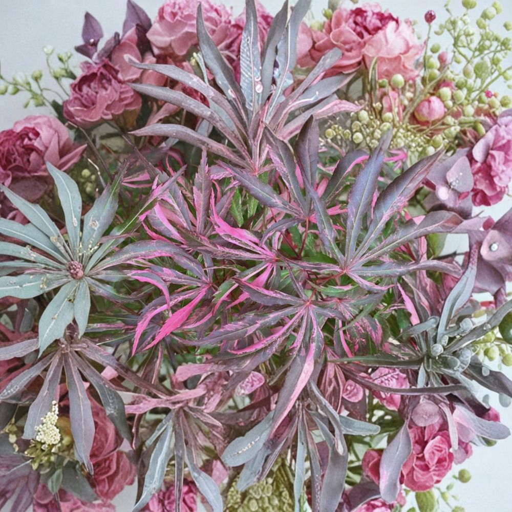 Acer palmatum ‘Lileeanne’s Jewel’ Live Japanese Maple Tree – Variegated Red Foliage, Pink & Red Ornamental Acer, Container Grown
