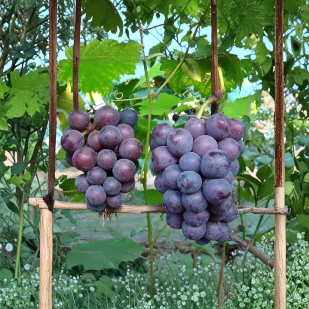 Giant Peak Grape Vine – Live Bare Root Fruit Plant | Cold Hardy High Yield Grape Variety | Backyard Vineyard Suitable