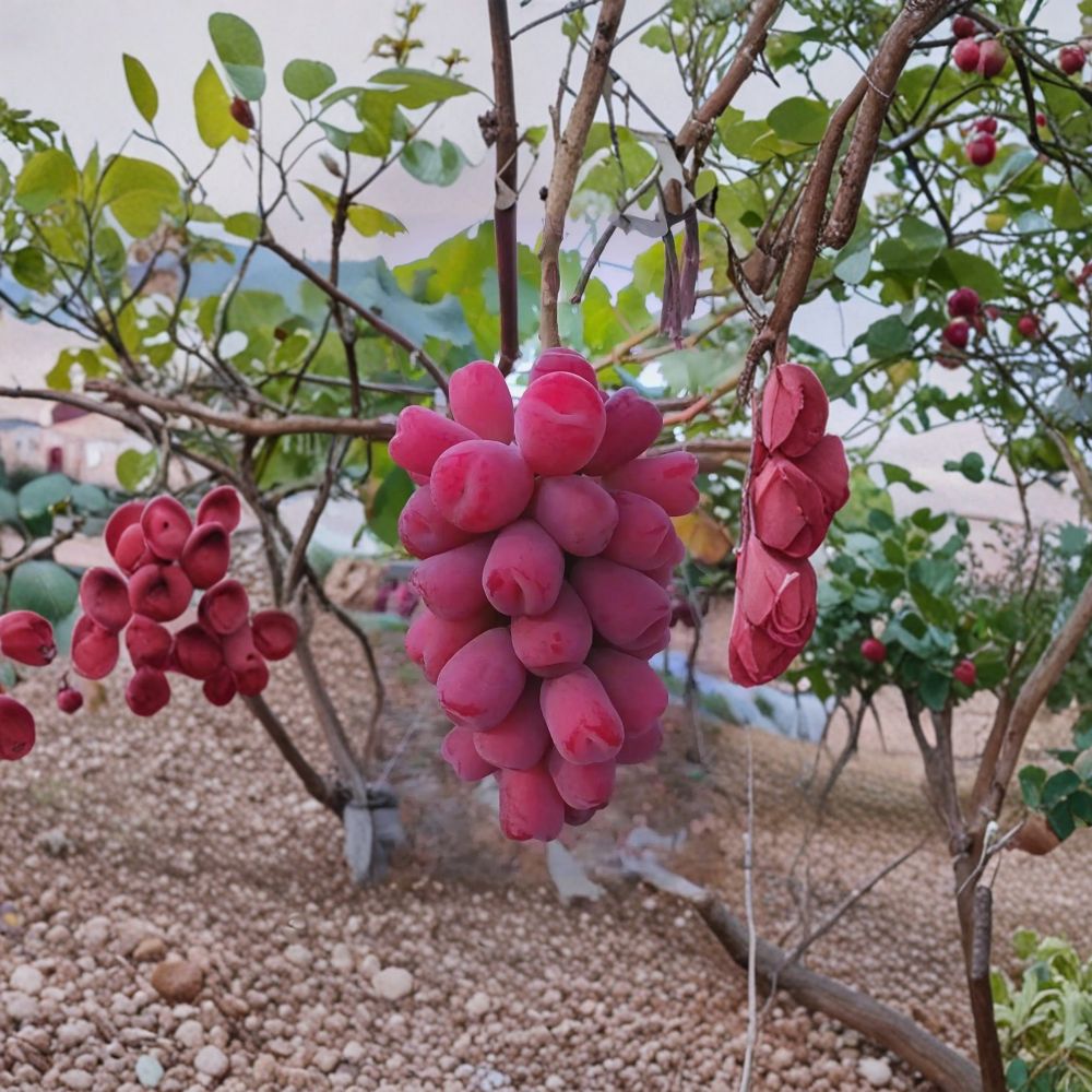Roman Beauty Grape Vine – Live Grafted Bare Root Japanese Table Grape Plant with Sweet Crisp Fruit
