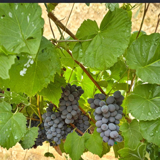Jupiter Seedless Table Grape Plant – Sweet Muscat Seedless Grape Vine for Edible Fruit and Home Gardens