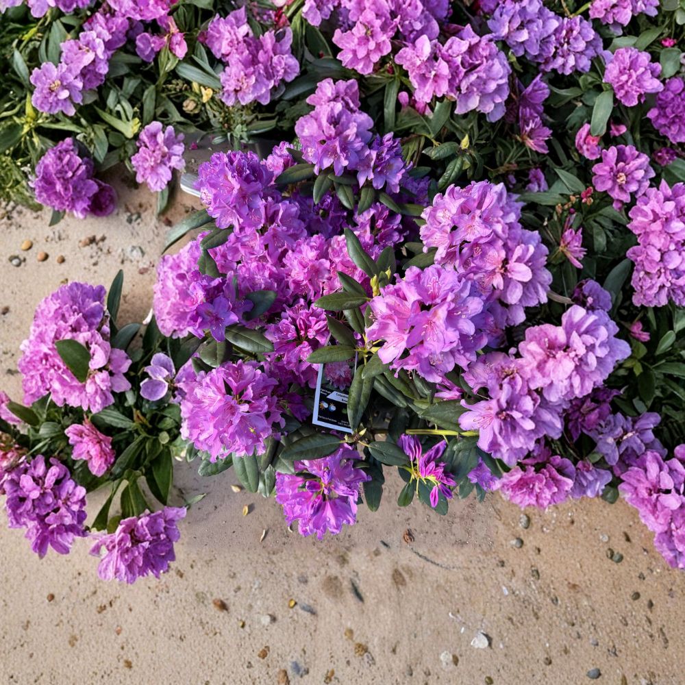 Rhododendron catawbiense ‘Boursault’ Live Evergreen Shrub – Lavender Pink Blooms, Hardy Landscape Plant, Field Grown 12–15 Inches Wide
