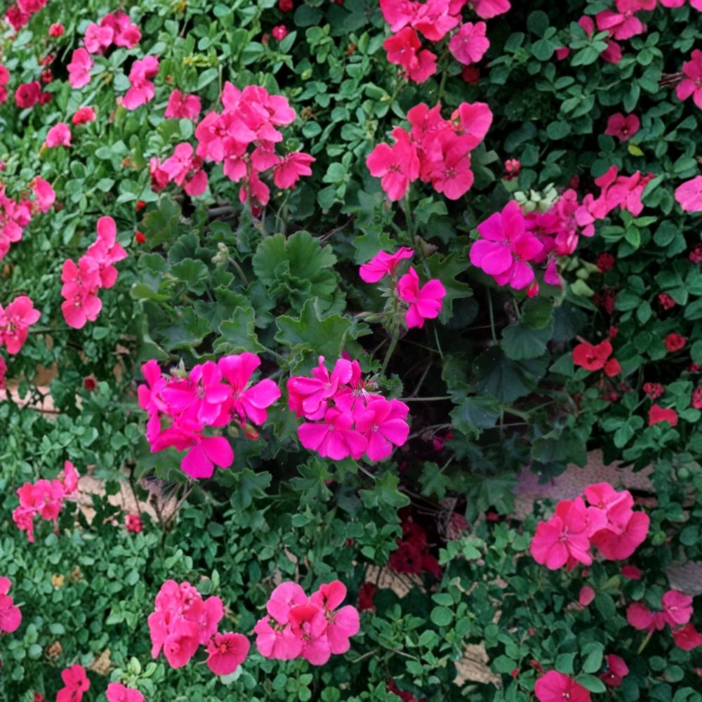 Bright Pink Ivy Geranium Cuttings – Pelargonium peltatum – Trailing Salmon Pink Blooms – 3 Live 6-Inch Plants for Hanging Baskets
