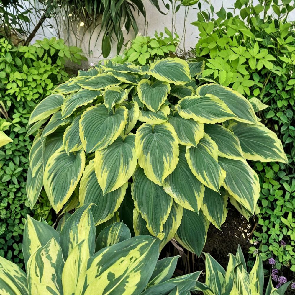 Drop-dead Gorgeous Hosta – Live Bare Root Variegated Shade Perennial | Large Wavy Foliage Plant | Hosta ventricosa