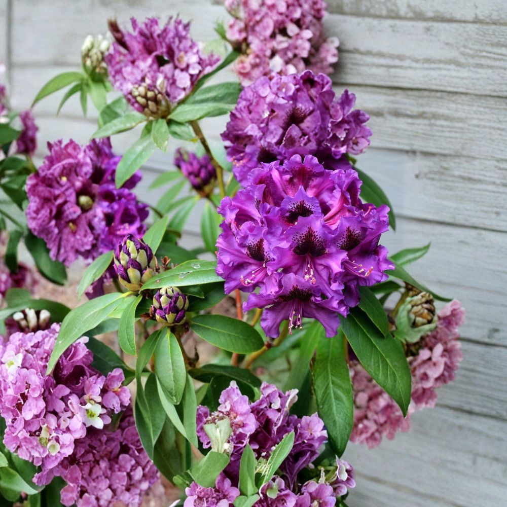 Rhododendron ‘Purple Splendour’ Live Evergreen Shrub – Dark Purple Blooms with Blotch, Hardy Landscape Plant, Field Grown 21–24 Inches Wide